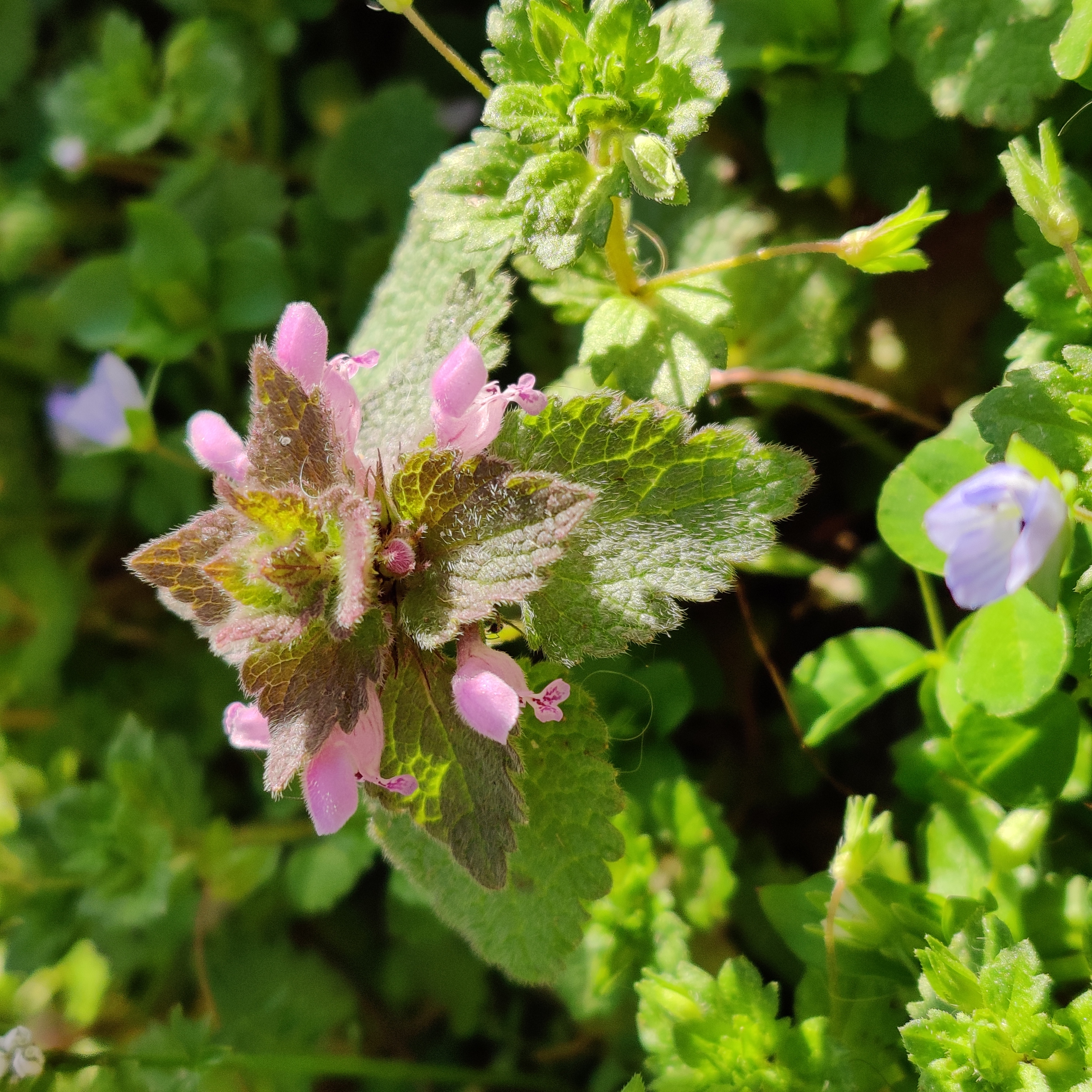 A close up shot of Purple Deadnettle. Small purple flowers are slightly open on all sides of a central shoot. A close up shot of Purple Deadnettle. Small purple flowers are slightly open on all sides of a central shoot.