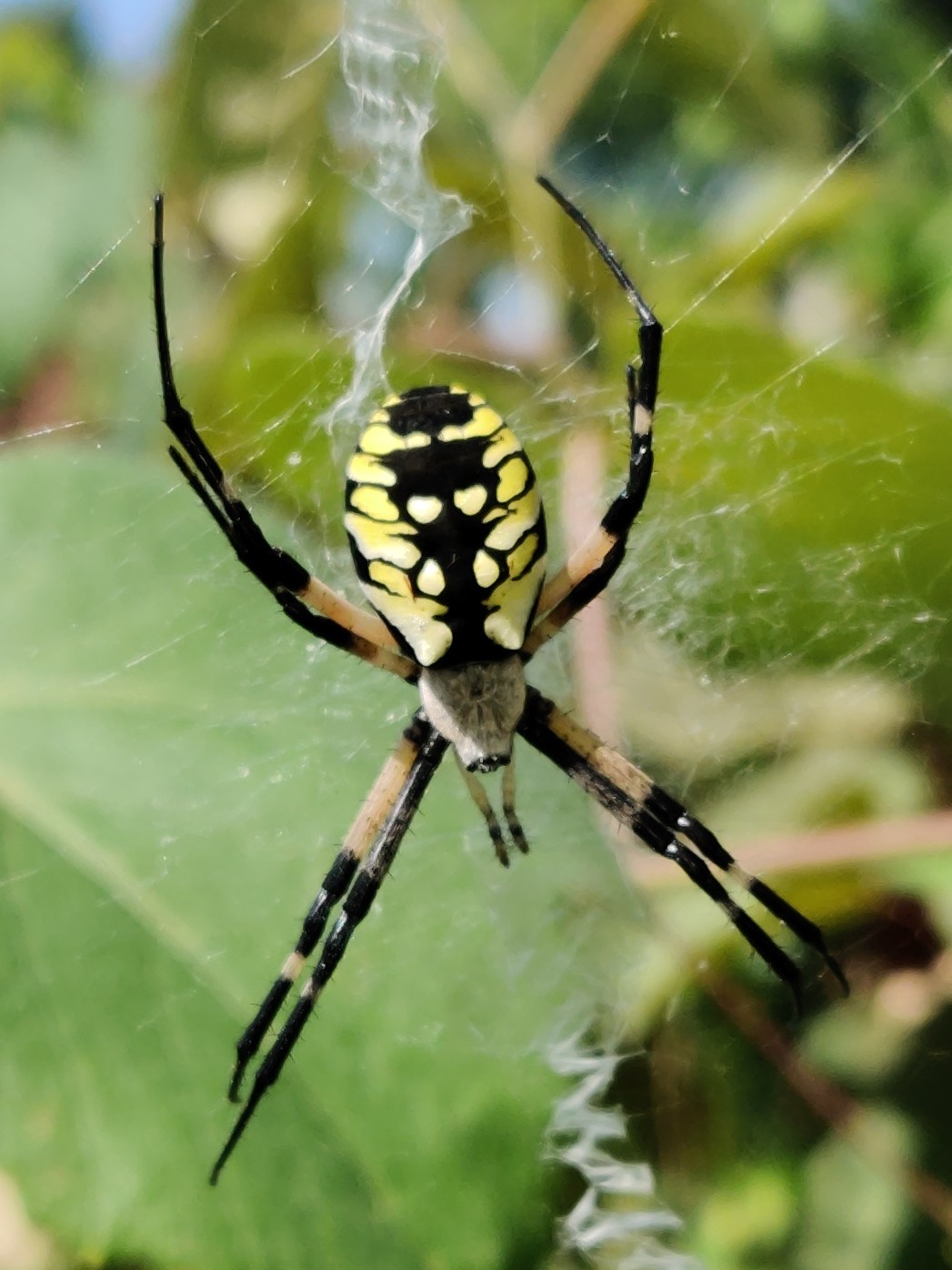A black and yellow garden spider sitting in the middle of it's web. The web has a denser zig-zag pattern behind the spider running up. It's a close-up shot, and the spider's eyes are visible. The legs have black and cream bands, the head of the spider is furry and grey, while the back end is contrasting yellow and black. A black and yellow garden spider sitting in the middle of it's web. The web has a denser zig-zag pattern behind the spider running up. It's a close-up shot, and the spider's eyes are visible. The legs have black and cream bands, the head of the spider is furry and grey, while the back end is contrasting yellow and black.
