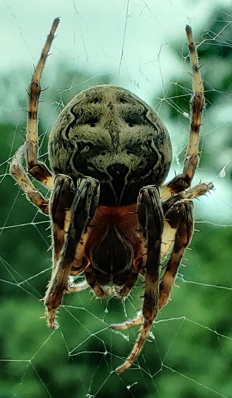 A close up top-down picture of a gray cross spider hanging on it's web.