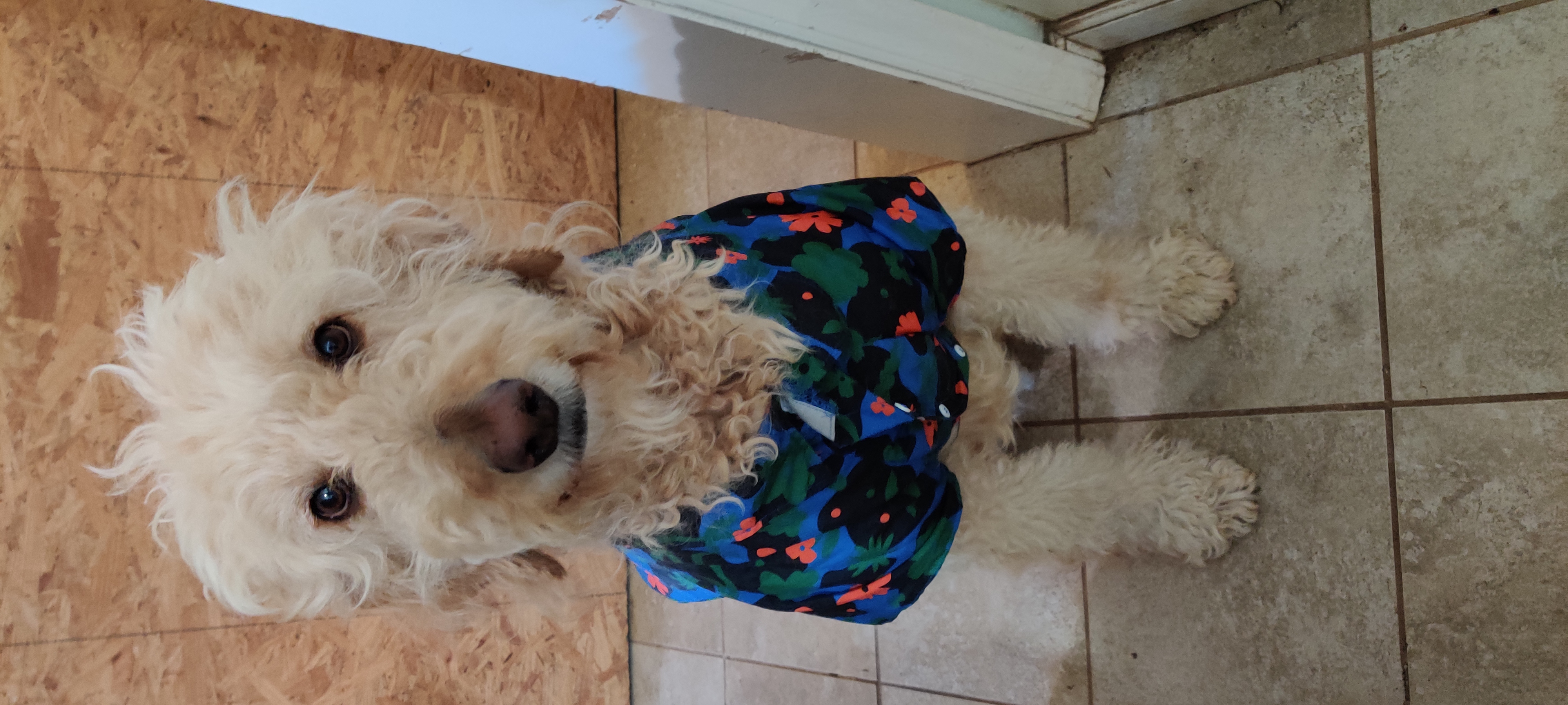 A picture of a goldendoodle wearing a hawaii shirt. He is sitting and looking directly at the camera. A picture of a goldendoodle wearing a hawaii shirt. He is sitting and looking directly at the camera.