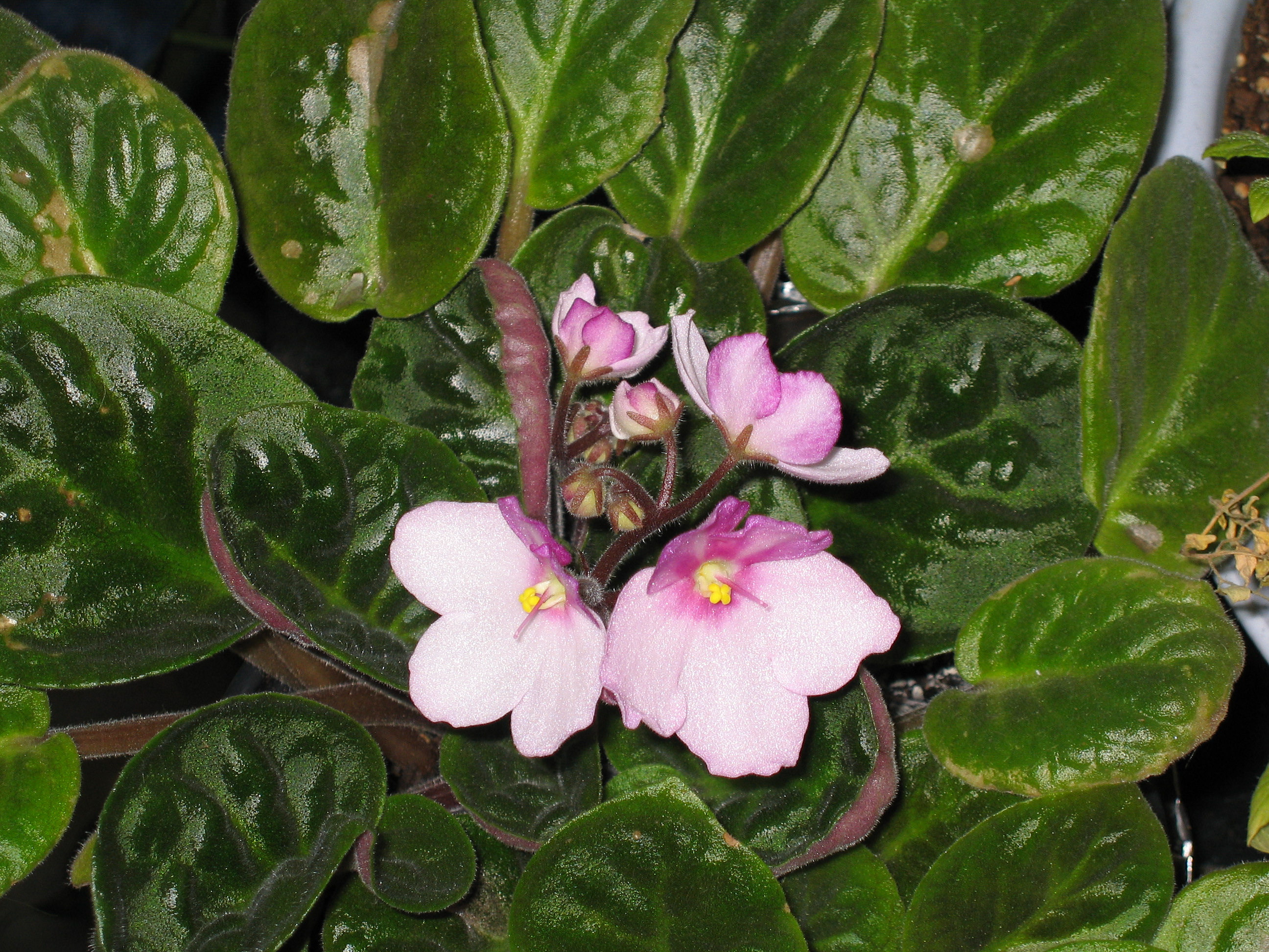 A close-up shot of a pink african flower in bloom. 