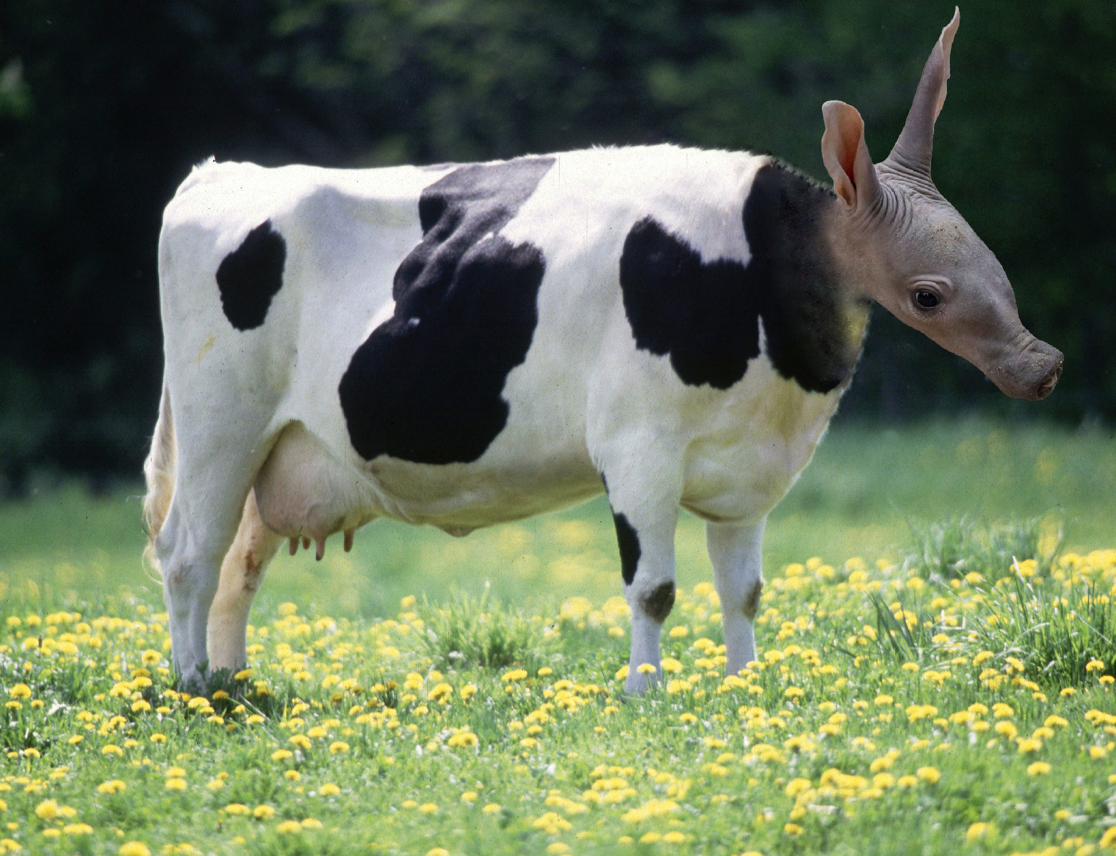 An image of a cow, but the head has been photshop-swapped with the head of an aardvark