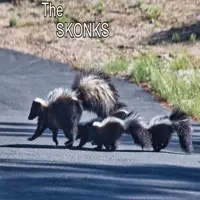 A static image of skunks is shown. Overlayed ontop of the image are subtitles saying "Oh look, the skunks are out looking for", after a delay, and exageratedly animated work bends in saying "Broccoli"