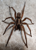 An image of a wolf spider, taken at a slight angle and to the front. It's a close up shot, and the spider's eyes are visible. The spider itself is brown and cream colored.