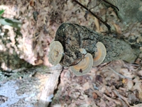 A narrow stump stands in the middle of the image a couple feet tall. On the side of the log are 2 mushrooms fanning out. Like ledges, they are flat and perpendicular to the stump. Ontop of the stump is another mushroom, but this one has 2 fans on both sides forming a cup. Inside is a mass that is also part of the mushroom almost resembling a flower made of mushroom.