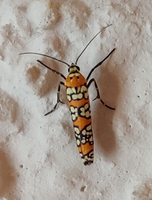 A close up picture of a moth. It is orange, narrow with black-ringed white spots.