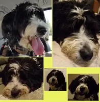 A collage of several images, all of the same dog. Ruka.