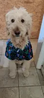A picture of a goldendoodle wearing a hawaii shirt. He is sitting and looking directly at the camera.