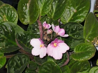 A close-up shot of a pink african flower in bloom. 