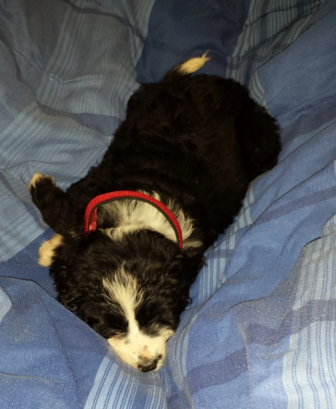 Ruka when she was a puppy. She is sleeping on a blue blanket. She is fairly small compared to her adult size, only being slightly larger than a bag of bread. She is so small, her red collar is sticking up well over her neck.