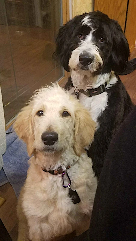 Kheldar as a puppy sitting in front of Ruka. Both are looking into the camera.