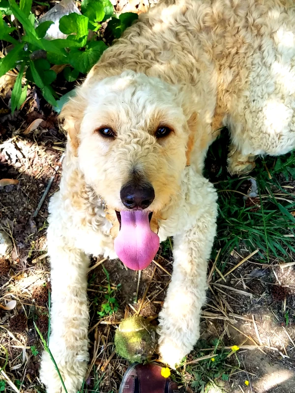 Kheldar laying down outside, mouth open and tongue out. There is a ball shortly in front of him. The image is saturated having been taken on a sunny day. A pattern of bright light and shadows fall on Kheldar from a tree above.