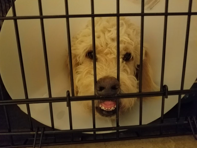 Kheldar wearing a cone around his head, is in a kennel laying down. His nose is between to narrow bars supported by a wire strut beneath the nose. The bar is pulling his lips up giving up a goofy expression.
