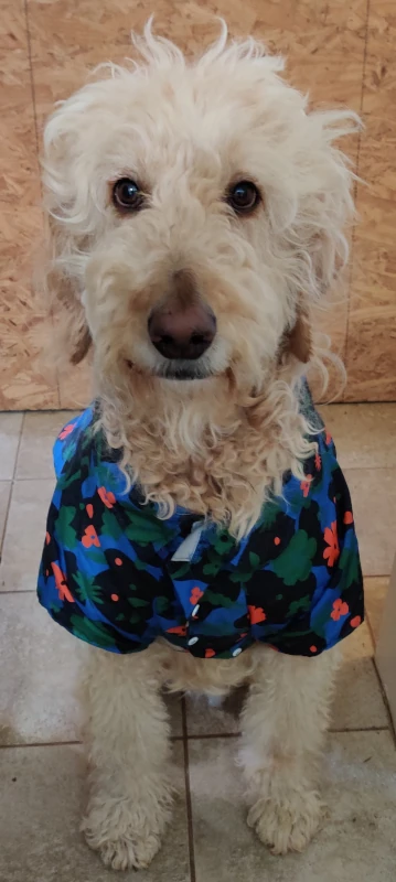 Kheldar sitting in a doorway. He has a hawaii-style patterned dog-shirt on.