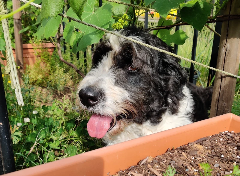 Ruka in my side garden next to a grape vine, fence, and raised bed with carrot sprouts. She was not supposed to be near the grapevine, and there is a fence to keep her out. The fence does not work on her though. It's not a common chilling spot for her in summer.